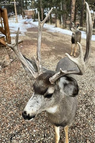 595 Bird Point Road, Florissant, CO 80816