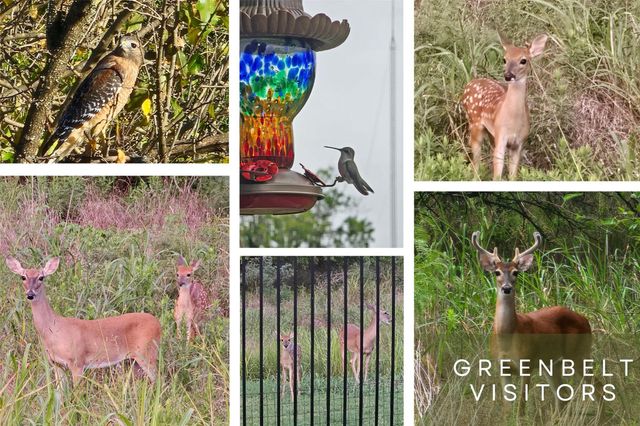 12617 Iron Bridge DR, Manchaca, TX 78652