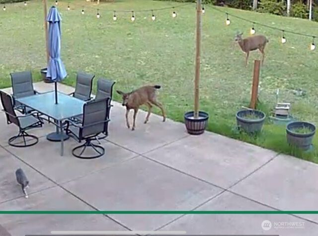 40 E Seahawks Way, Belfair, WA 98528