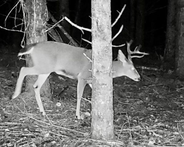 40 E Seahawks Way, Belfair, WA 98528