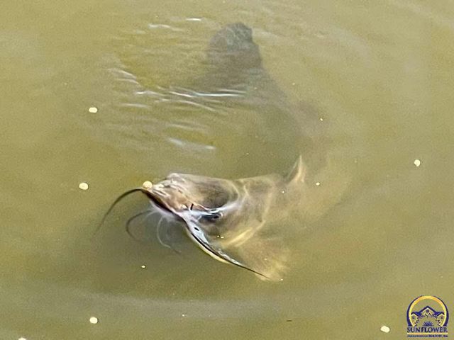 7 Lakeshore DR, Emporia, KS 66801