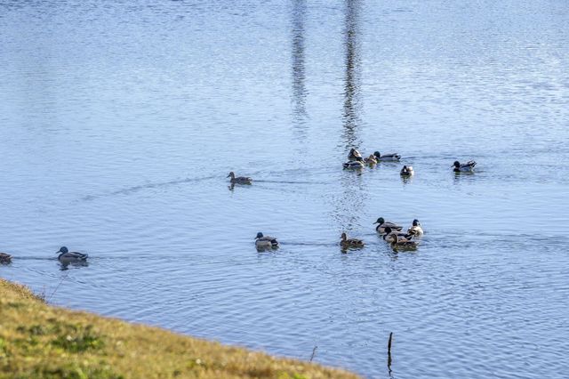 31 Golfshores Drive 10, Branson, MO 65616