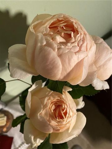 5221 La Paloma SW Drive, Lilburn, GA 30047