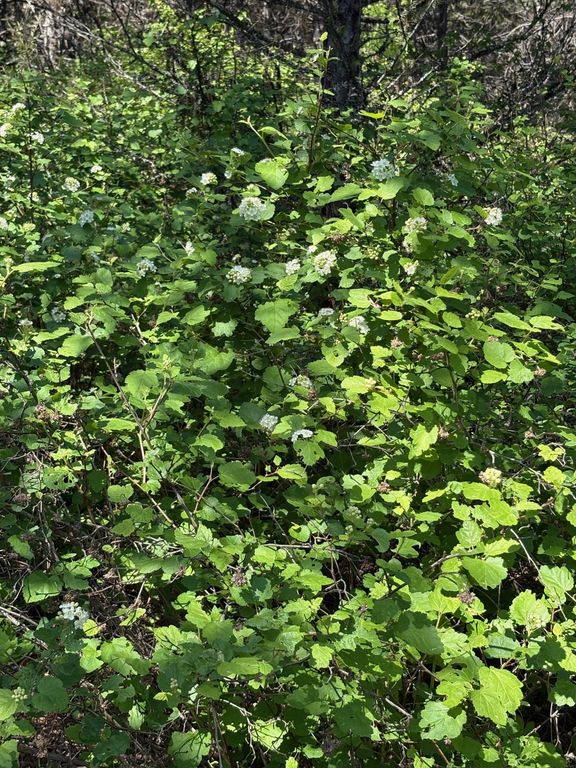 Lot 5 Panoramic View Drive, Libby, MT 59923 photo 5