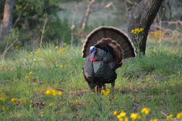 960 Cr 439, Stockdale, TX 78160