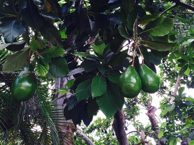 5750 SW 52nd Ter, South Miami, FL 33155