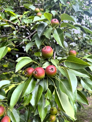 20685 E Hwy M, Stockton, MO 65785