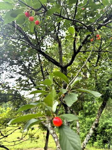 20685 E Hwy M, Stockton, MO 65785