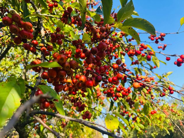 20685 E Hwy M, Stockton, MO 65785