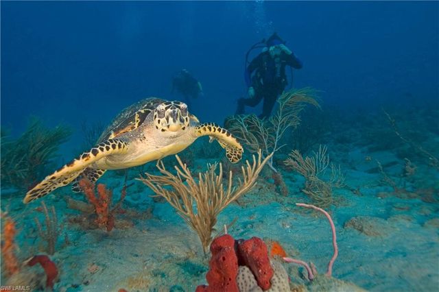 113 NE 8th TER, Cape Coral, FL 33909