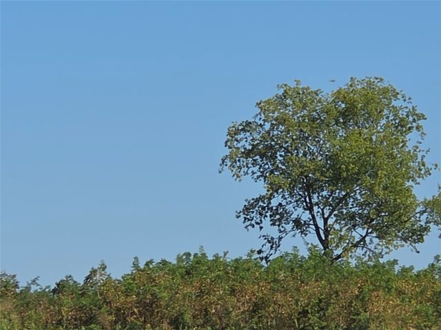 Lot 7 with BS #15 Vista Pointe Drive, Kerens, TX 75109