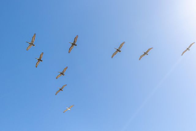 37 Gardenia Street, Santa Rosa Beach, FL 32459