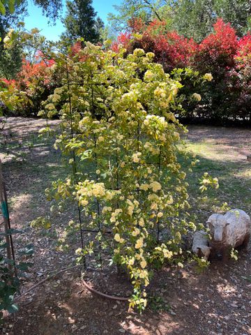 1555 Naturewood Dr, Meadow Vista, CA 95722