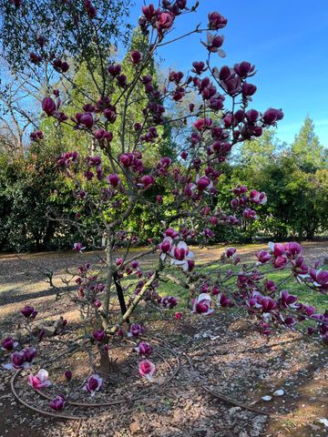 1555 Naturewood Dr, Meadow Vista, CA 95722