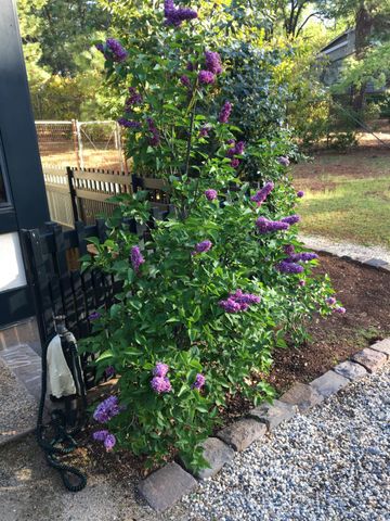 1555 Naturewood Dr, Meadow Vista, CA 95722