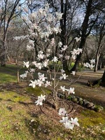 1555 Naturewood Dr, Meadow Vista, CA 95722