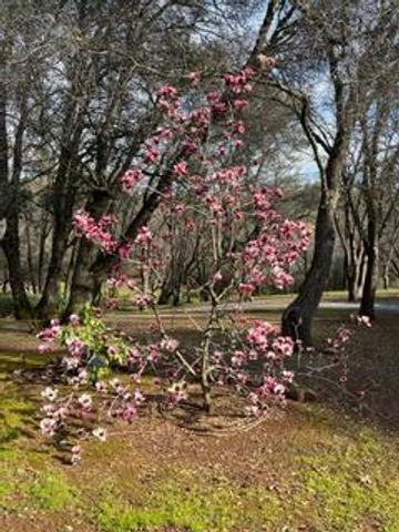 1555 Naturewood Dr, Meadow Vista, CA 95722