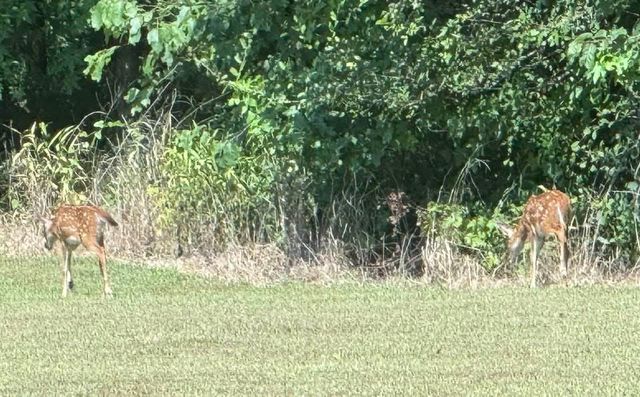 99 Pintail Lane, Clifton, TN 38425