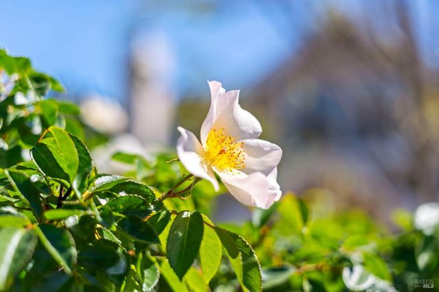 184 Cobblestone Dr, San Rafael, CA 94903