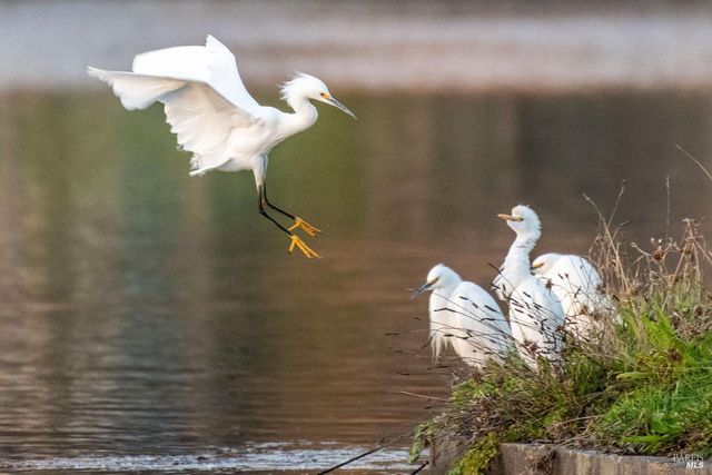 9636 Lakewood Dr, Windsor, CA 95492