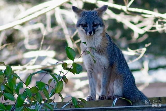 9636 Lakewood Dr, Windsor, CA 95492