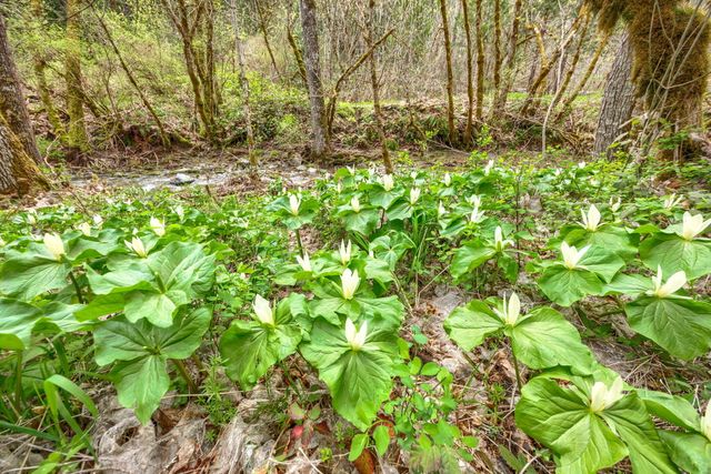 13645 E Evans Creek Road, Rogue River, OR 97537