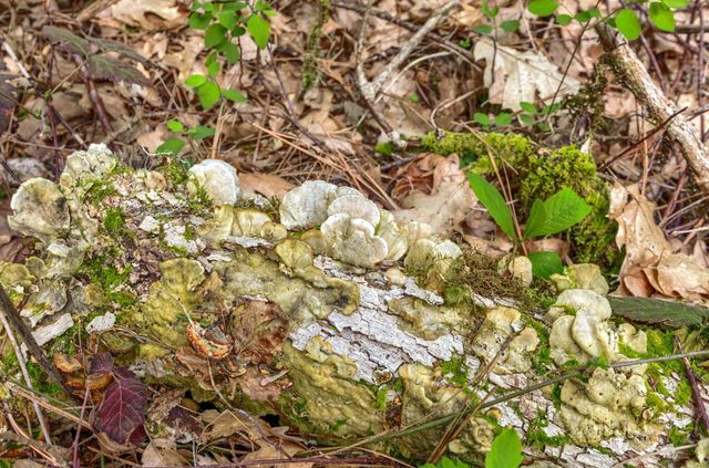 13645 E Evans Creek Road, Rogue River, OR 97537