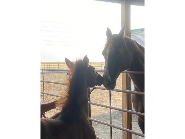 32350 E 137th Way, Brighton, CO 80603