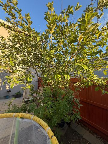 3742 Bayou Rd, Sacramento, CA 95835