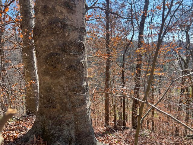 2860 Johnson Fork, Salyersville, KY 41465