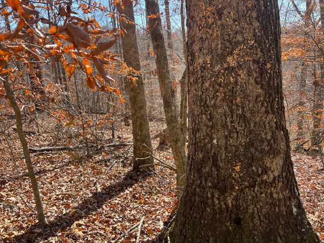 2860 Johnson Fork, Salyersville, KY 41465