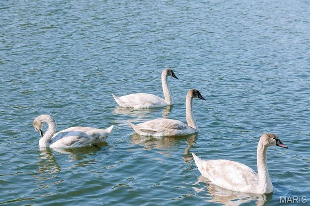 1541 Lakeshore Drive, Owensville, MO 65066