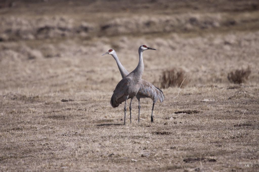Ne Little Camas Reservoir Road, Mountain Home, ID 83647 photo 17