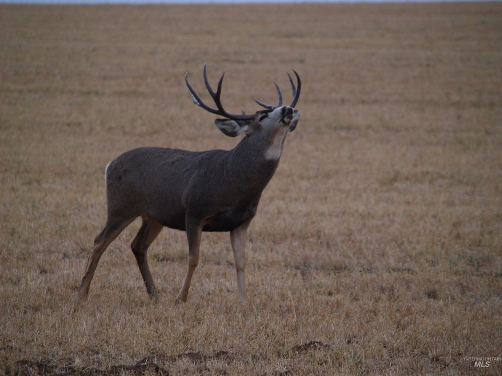 Ne Little Camas Reservoir Road, Mountain Home, ID 83647 photo 19