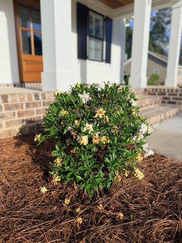 242 Leadwood St., Andrews, SC 29510