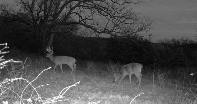 654 County Road 637, Berryville, AR 72616