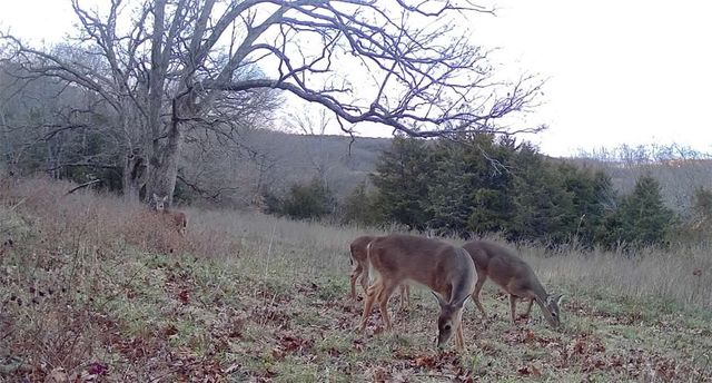 654 County Road 637, Berryville, AR 72616