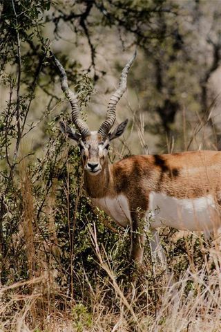 Lot 12 Ridgeway TRL, Johnson City, TX 78636