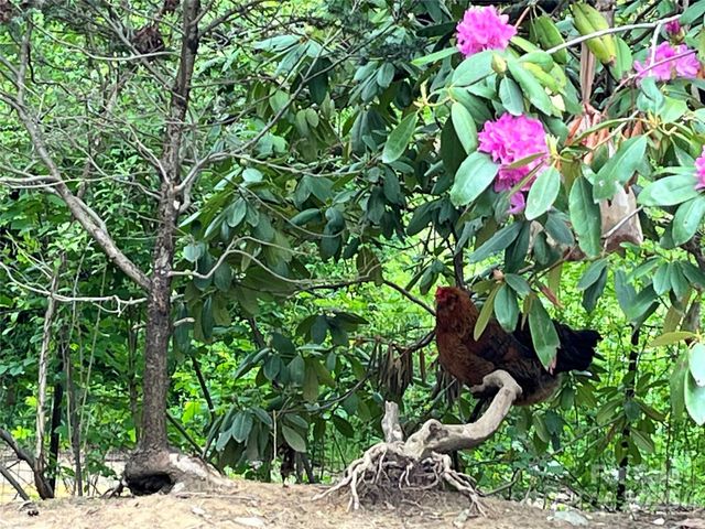 86 R and R Hyder Lane, Hendersonville, NC 28792