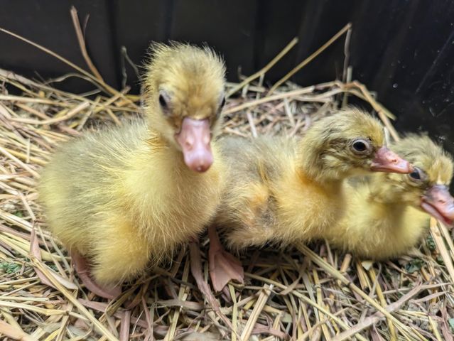 86 R and R Hyder Lane, Hendersonville, NC 28792