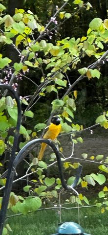 52960 County Road 380, Grand Junction, MI 49056