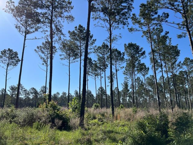 T-8 Fountain Creek Road, Groveton, TX 75845