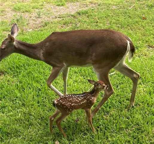 21210 Papoose, Crosby, TX 77586