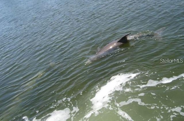 464 N PAULA DRIVE N 323, Dunedin, FL 34698