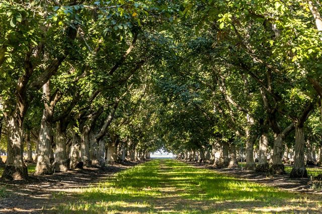 1582 Ca-45, Grimes, CA 95950