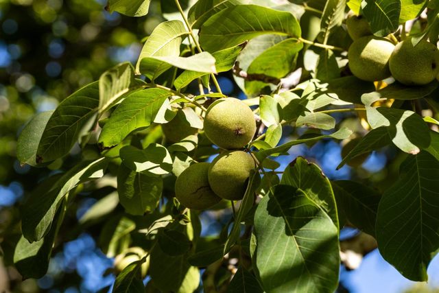 1582 Ca-45, Grimes, CA 95950