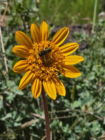 7145 Stewart Mine Rd, Placerville, CA 95667