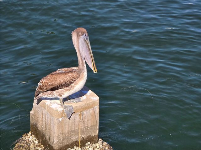 2526 40TH AVENUE N, St Petersburg, FL 33714