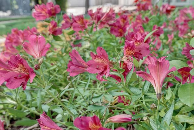 8790 Winding Way, Fair Oaks, CA 95628