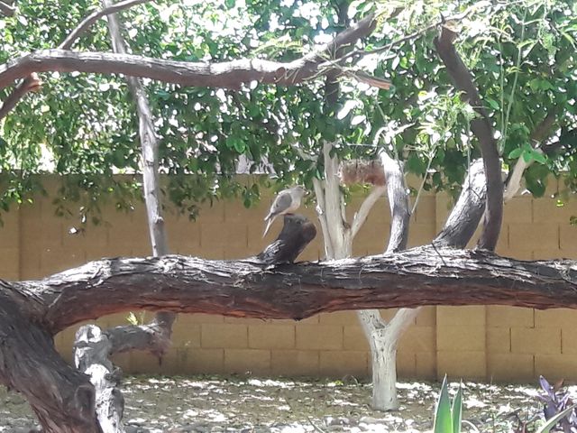 15852 N 50TH Street, Scottsdale, AZ 85254